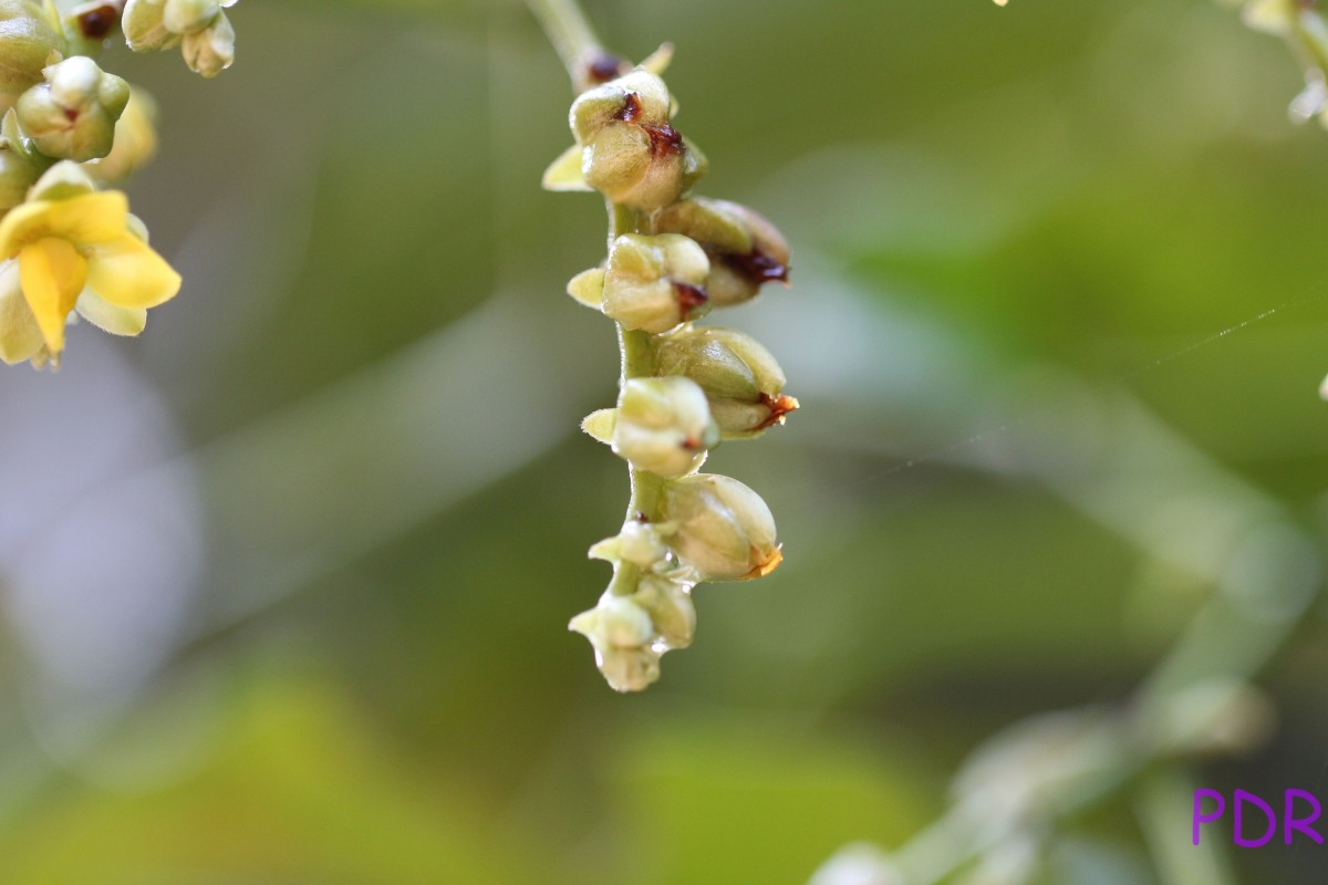 Schumacheria castaneifolia Vahl